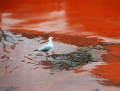 赤潮现象危害严重 气相色谱等水质监测避免水体富营养化